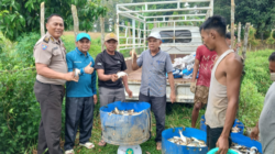 Panen Perdana 1.080 Kg Ikan Patin, BUMDes Istana Maligai Muara Takus Dorong Penguatan Ekonomi Warga