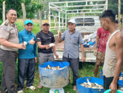 Panen Perdana 1.080 Kg Ikan Patin, BUMDes Istana Maligai Muara Takus Dorong Penguatan Ekonomi Warga