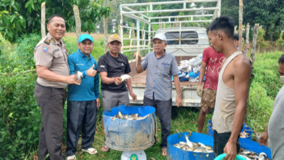 Panen Perdana 1.080 Kg Ikan Patin, BUMDes Istana Maligai Muara Takus Dorong Penguatan Ekonomi Warga
